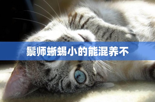 鬃師蜥蜴小的能混養不