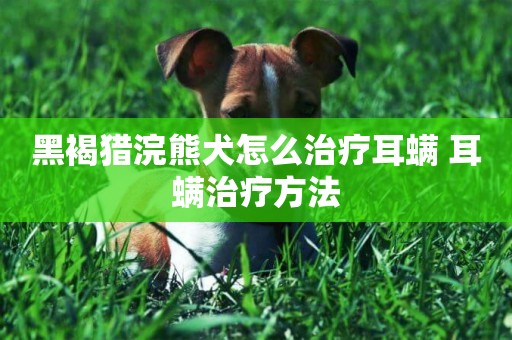 黑褐獵浣熊犬怎么治療耳螨 耳螨治療方法