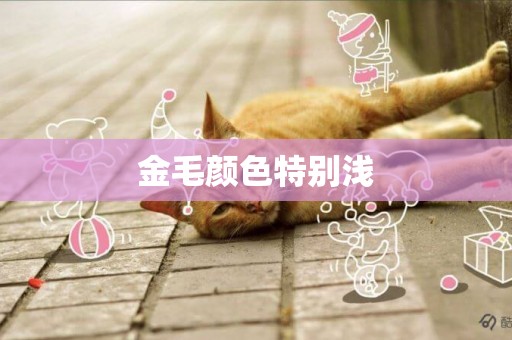 金毛顏色特別淺