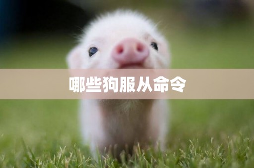 哪些狗服從命令