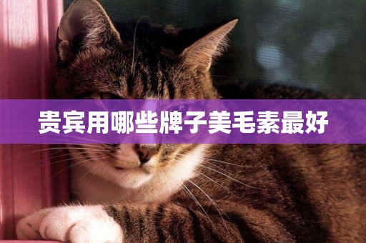 貴賓用哪些牌子美毛素最好