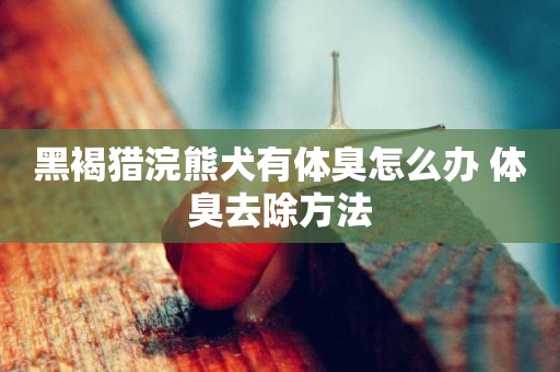 黑褐獵浣熊犬有體臭怎么辦 體臭去除方法