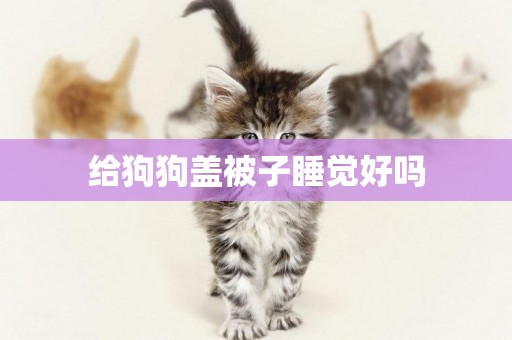 給狗狗蓋被子睡覺好嗎