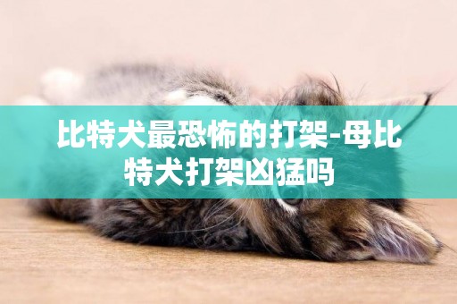 比特犬最恐怖的打架-母比特犬打架兇猛嗎