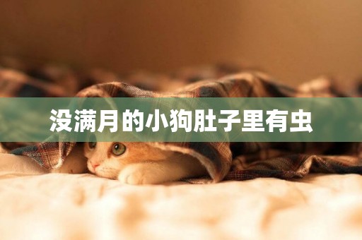 沒滿月的小狗肚子里有蟲