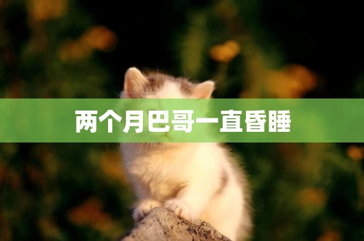 兩個月巴哥一直昏睡
