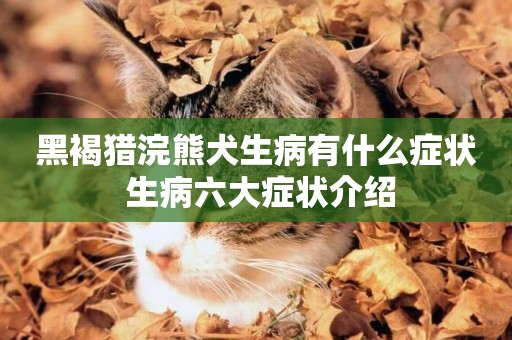 黑褐獵浣熊犬生病有什么癥狀 生病六大癥狀介紹