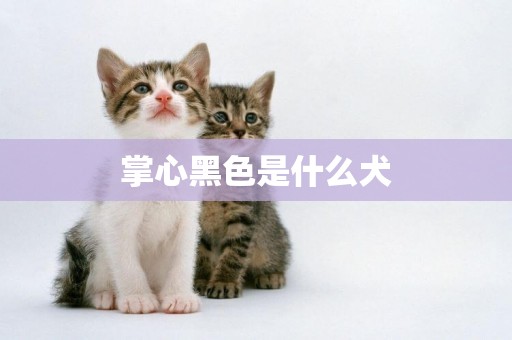 掌心黑色是什么犬