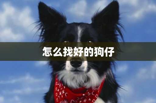 怎么找好的狗仔