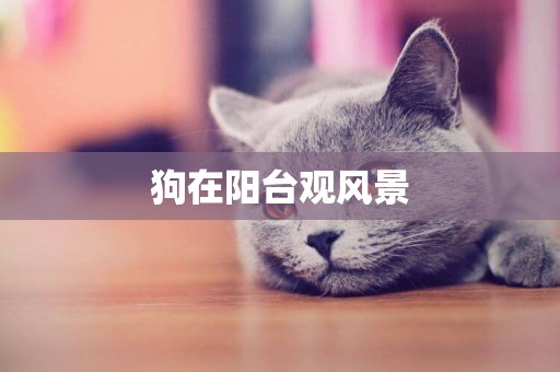 狗在陽臺觀風景