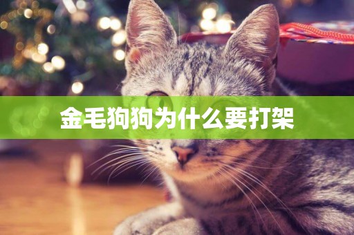 金毛狗狗為什么要打架