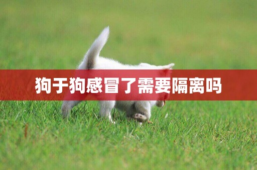狗于狗感冒了需要隔離嗎