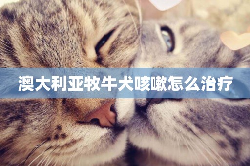 澳大利亞牧牛犬咳嗽怎么治療