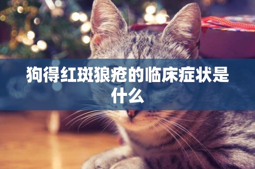狗得紅斑狼瘡的臨床癥狀是什么