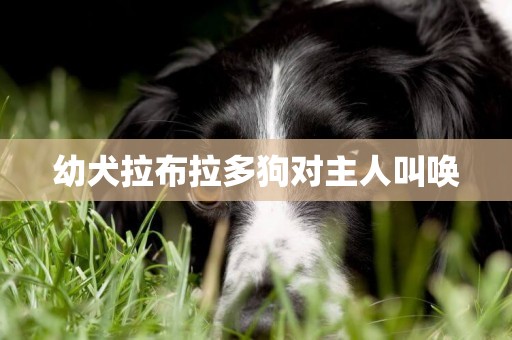 幼犬拉布拉多狗對主人叫喚