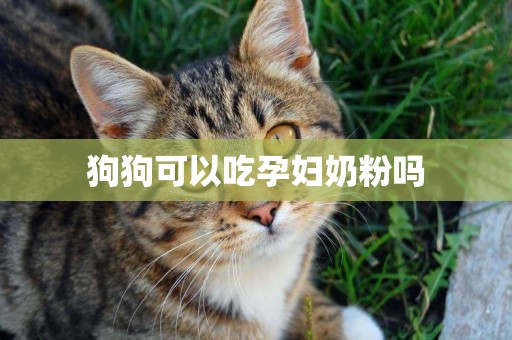 狗狗可以吃孕婦奶粉嗎