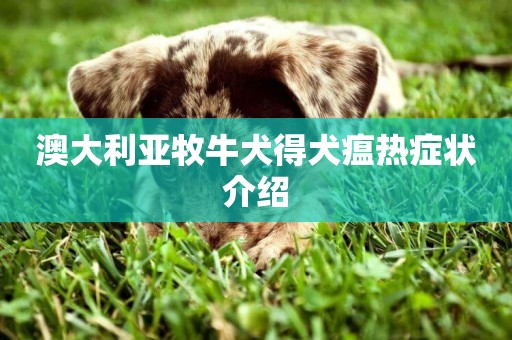 澳大利亞牧牛犬得犬瘟熱癥狀介紹