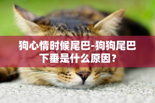 狗心情時候尾巴-狗狗尾巴下垂是什么原因？