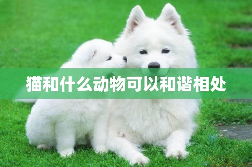 貓和什么動物可以和諧相處