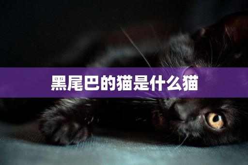 黑尾巴的貓是什么貓