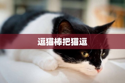 逗貓棒把貓逗