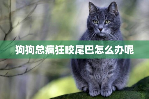 狗狗總瘋狂咬尾巴怎么辦呢
