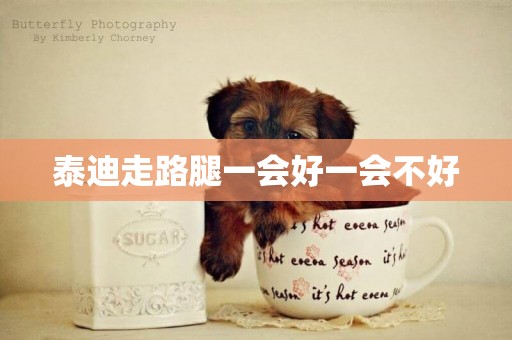 泰迪走路腿一會好一會不好