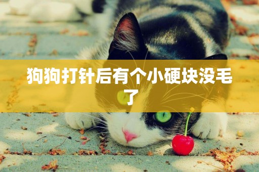 狗狗打針后有個小硬塊沒毛了