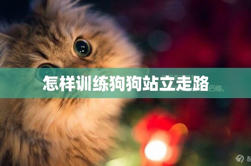 怎樣訓練狗狗站立走路