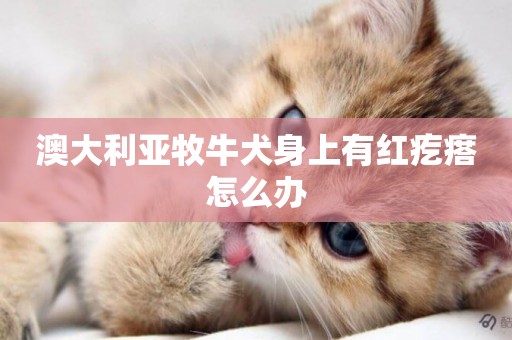 澳大利亞牧牛犬身上有紅疙瘩怎么辦