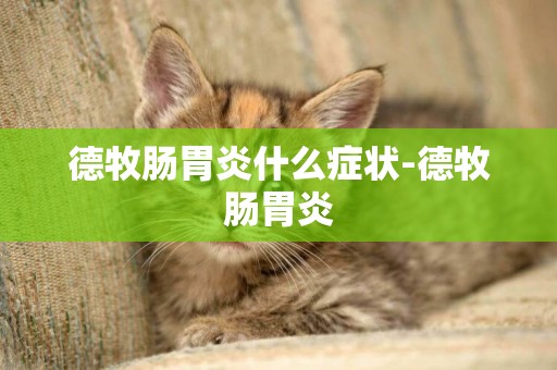 德牧腸胃炎什么癥狀-德牧腸胃炎