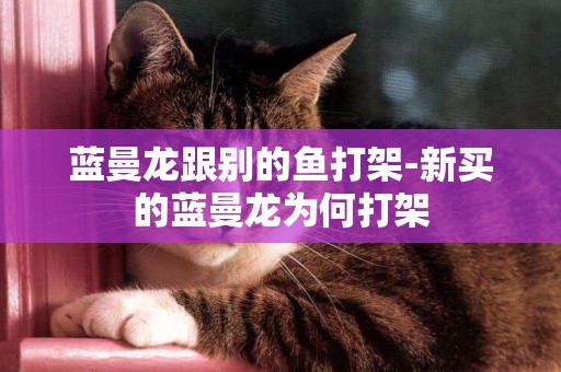 藍曼龍跟別的魚打架-新買的藍曼龍為何打架