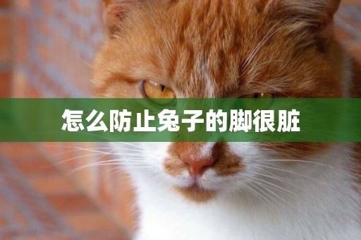 怎么防止兔子的腳很臟