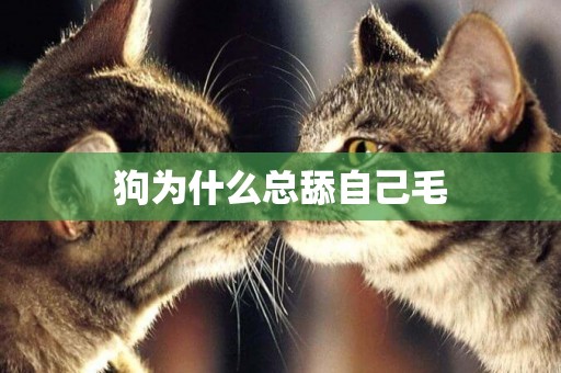 狗為什么總舔自己毛