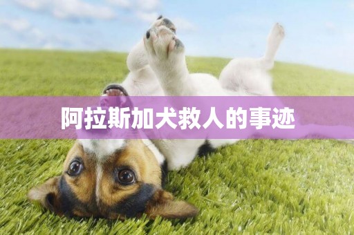 阿拉斯加犬救人的事跡