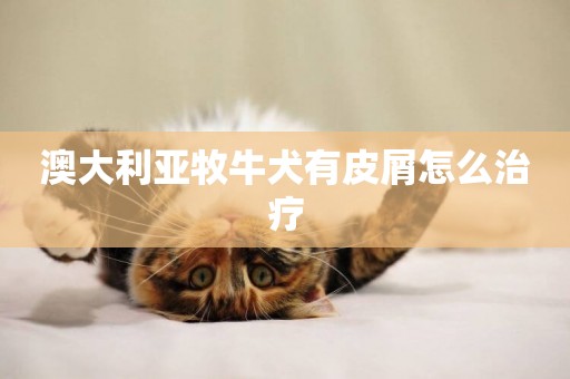 澳大利亞牧牛犬有皮屑怎么治療