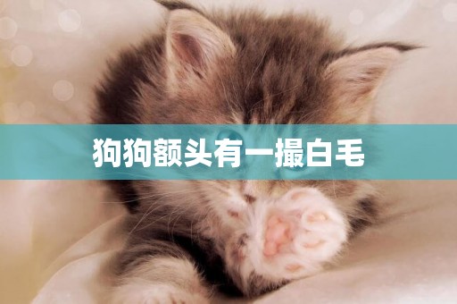 狗狗額頭有一撮白毛