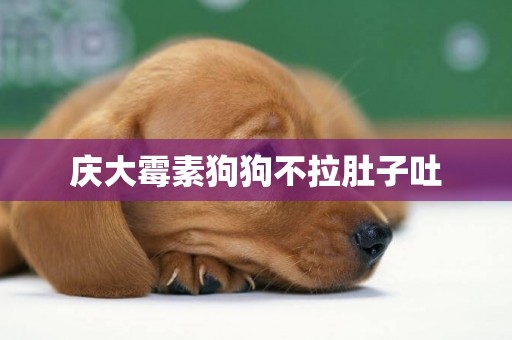 慶大霉素狗狗不拉肚子吐