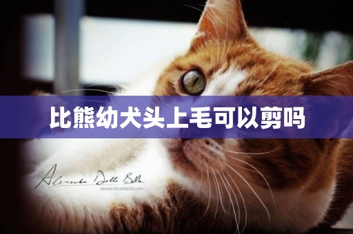 比熊幼犬頭上毛可以剪嗎