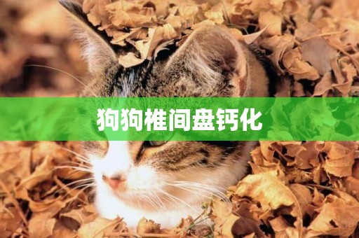 狗狗椎間盤鈣化