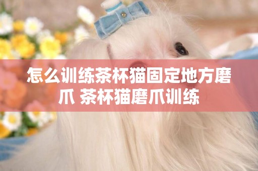 怎么訓練茶杯貓固定地方磨爪 茶杯貓磨爪訓練