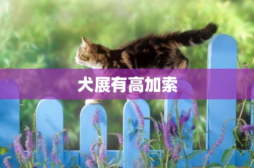 犬展有高加索