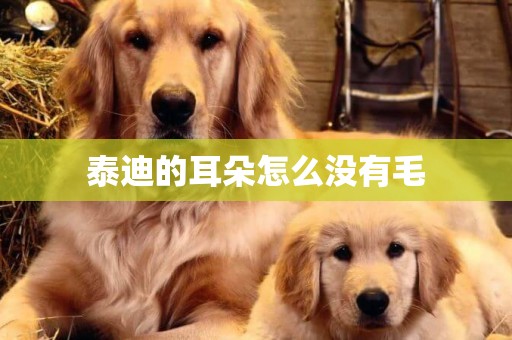 泰迪的耳朵怎么沒有毛