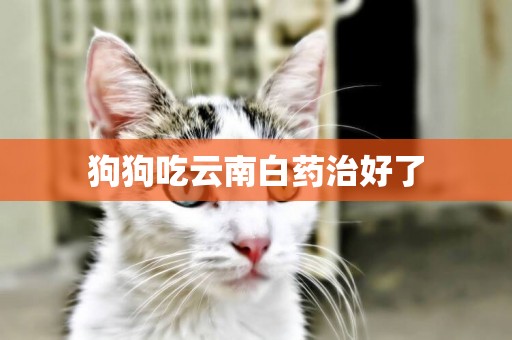 狗狗吃云南白藥治好了