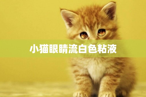 小貓眼睛流白色粘液