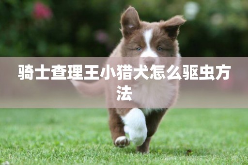 騎士查理王小獵犬怎么驅蟲方法