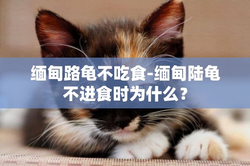 緬甸路龜不吃食-緬甸陸龜不進食時為什么？
