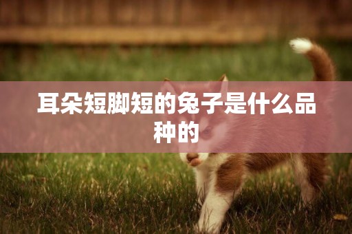耳朵短腳短的兔子是什么品種的