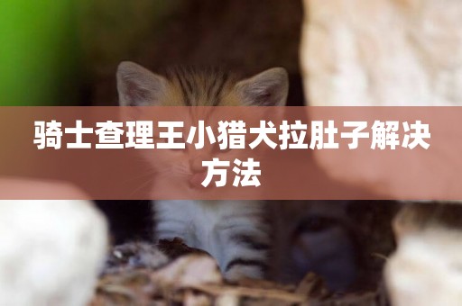 騎士查理王小獵犬拉肚子解決方法