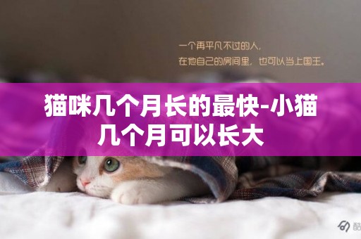 貓咪幾個月長的最快-小貓幾個月可以長大
